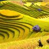 sapa-paddy-filde