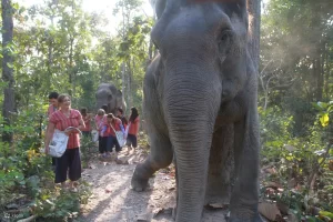 Chiang-mai-elephant-home-2