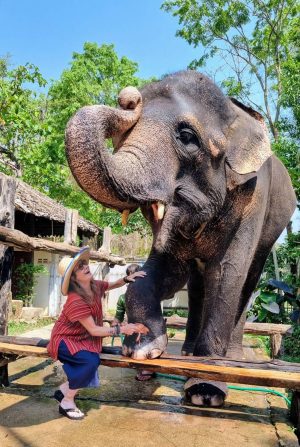 elephant home in chiang mai 02