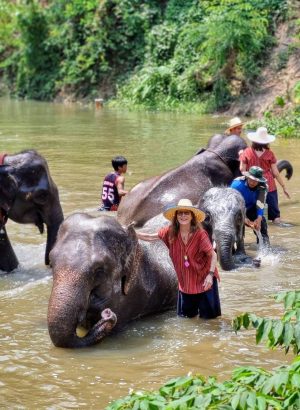 elephant home in chiang mai 03