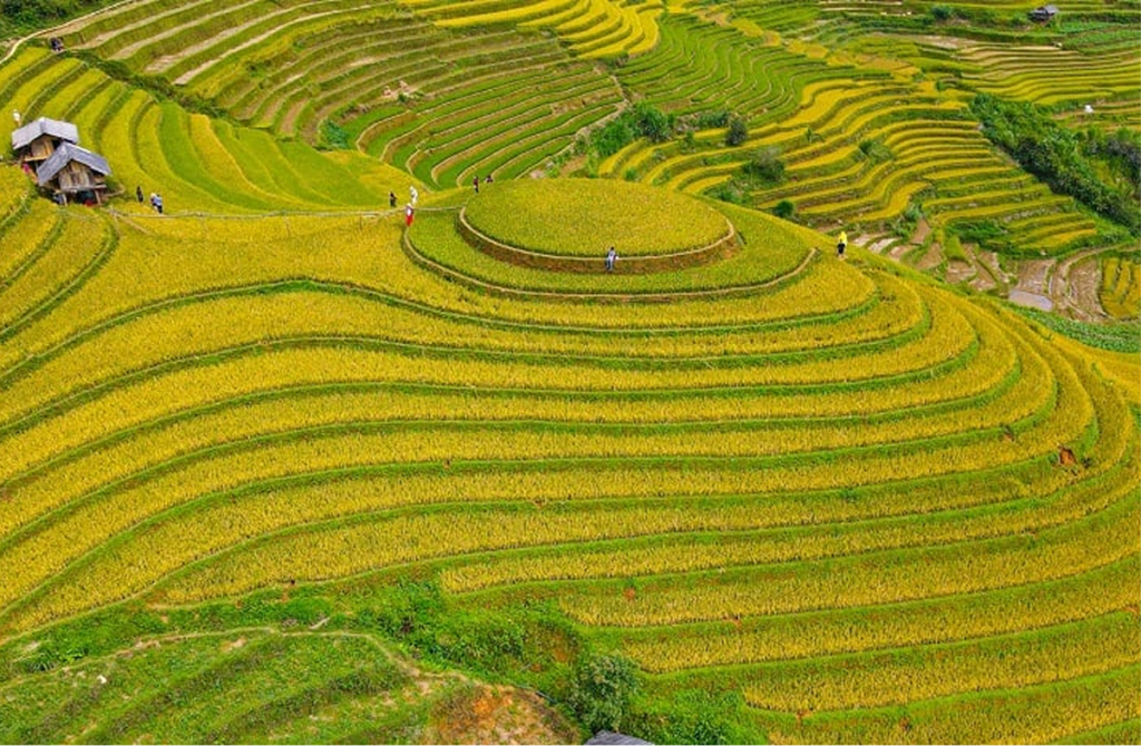 Admire Terraced Rice Fields
