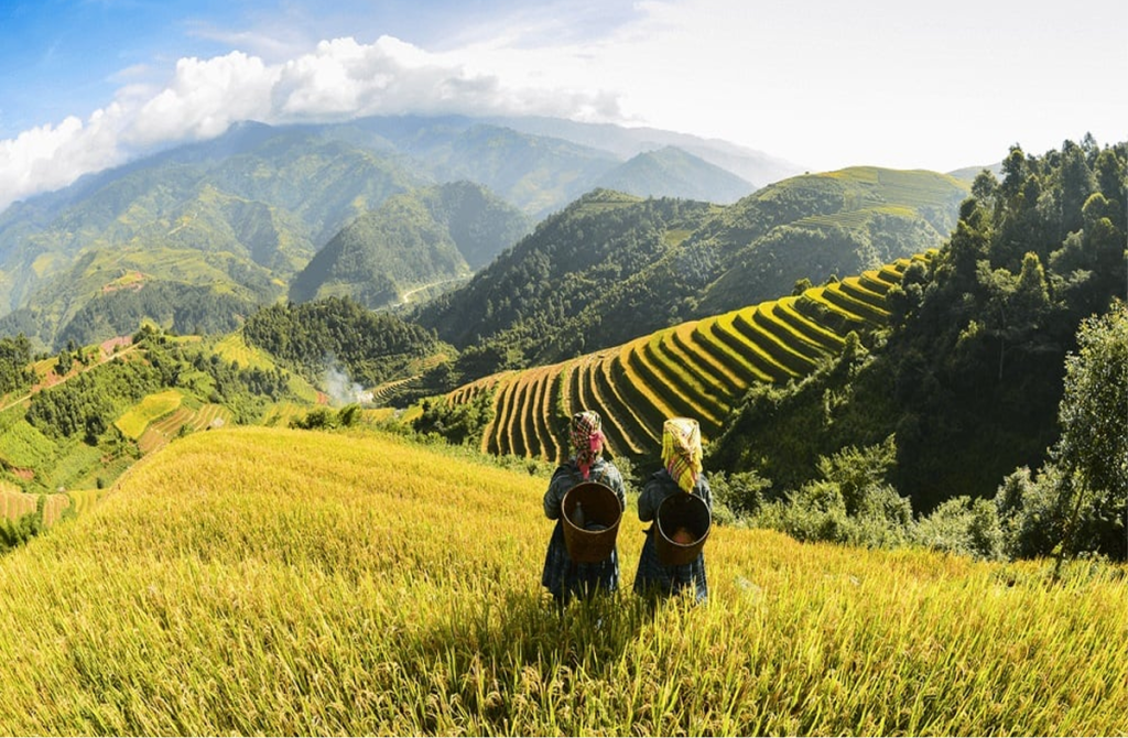 Best Time To Visit Sapa Rice Fields