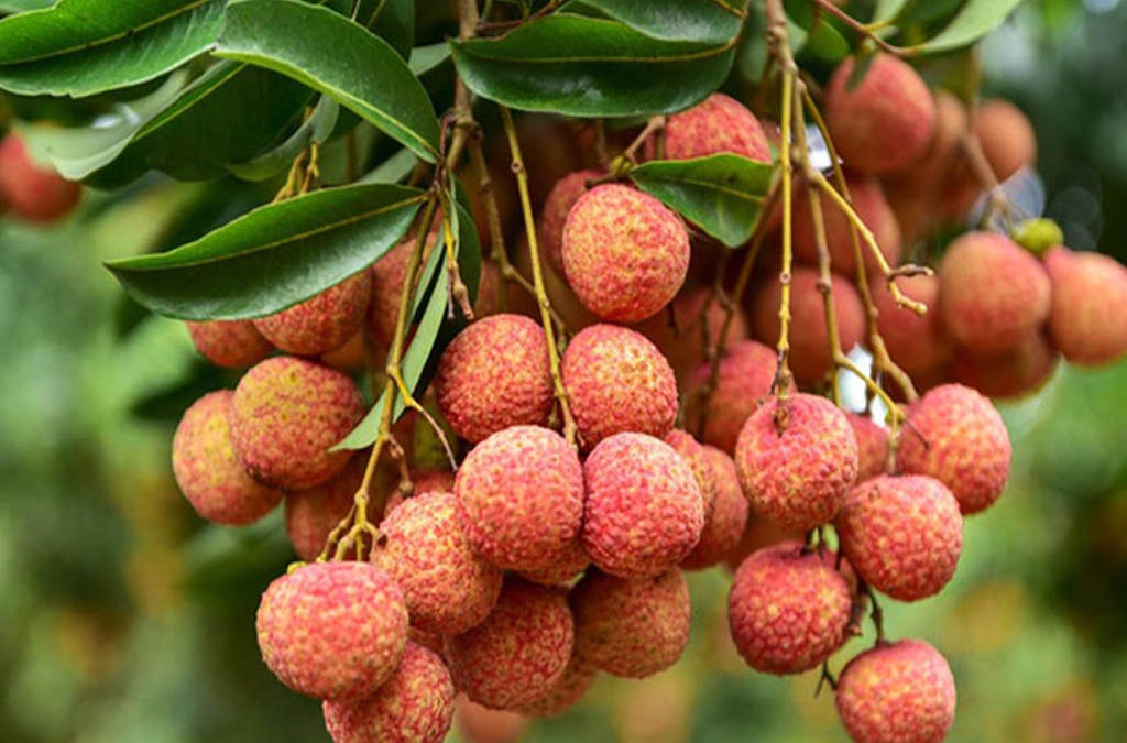 Fruit garden at Thung Nham