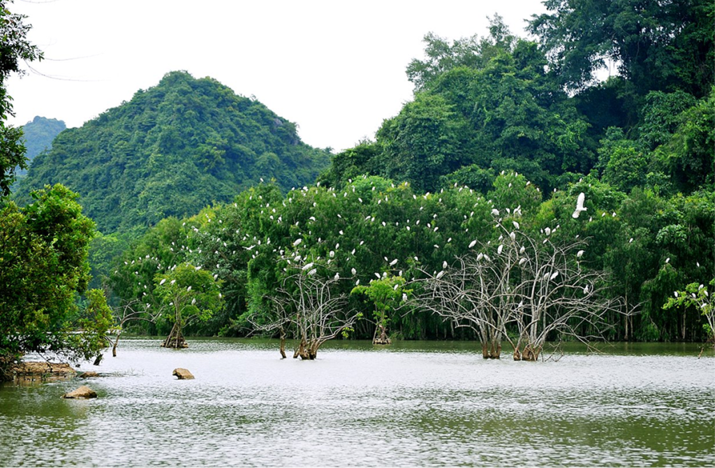 Introducing Thung Nham Bird Park - Explore The Wild And Amazing Nature in Ninh Binh