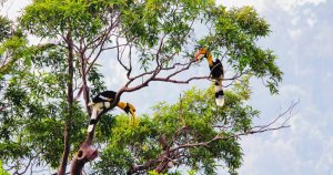 Best Wildlife Watching In Vietnam Spots