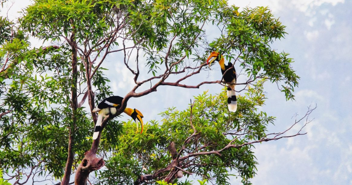 Best Wildlife Watching In Vietnam Spots