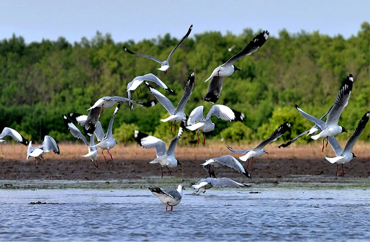 Ca Mau Bird Sanctuary