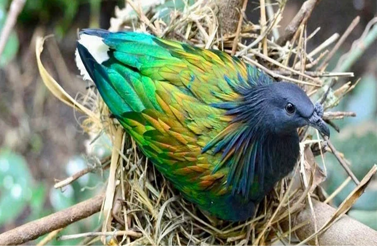 Con Dao National Park