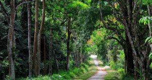 Cuc Phuong National Park Vietnam’s Oldest Forest Escape