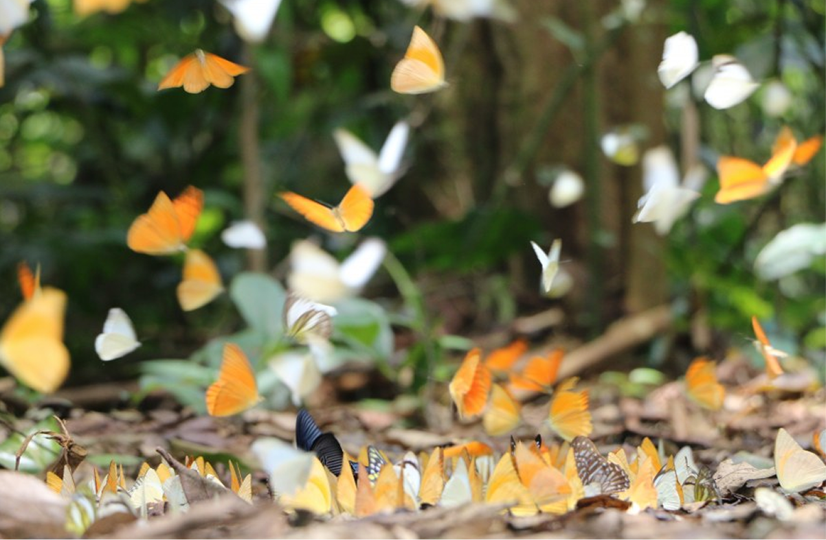 Cuc Phuong National Park
