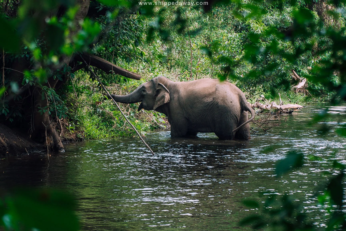 Yok Don National Park – A Top Destination for Wildlife Watching in Vietnam