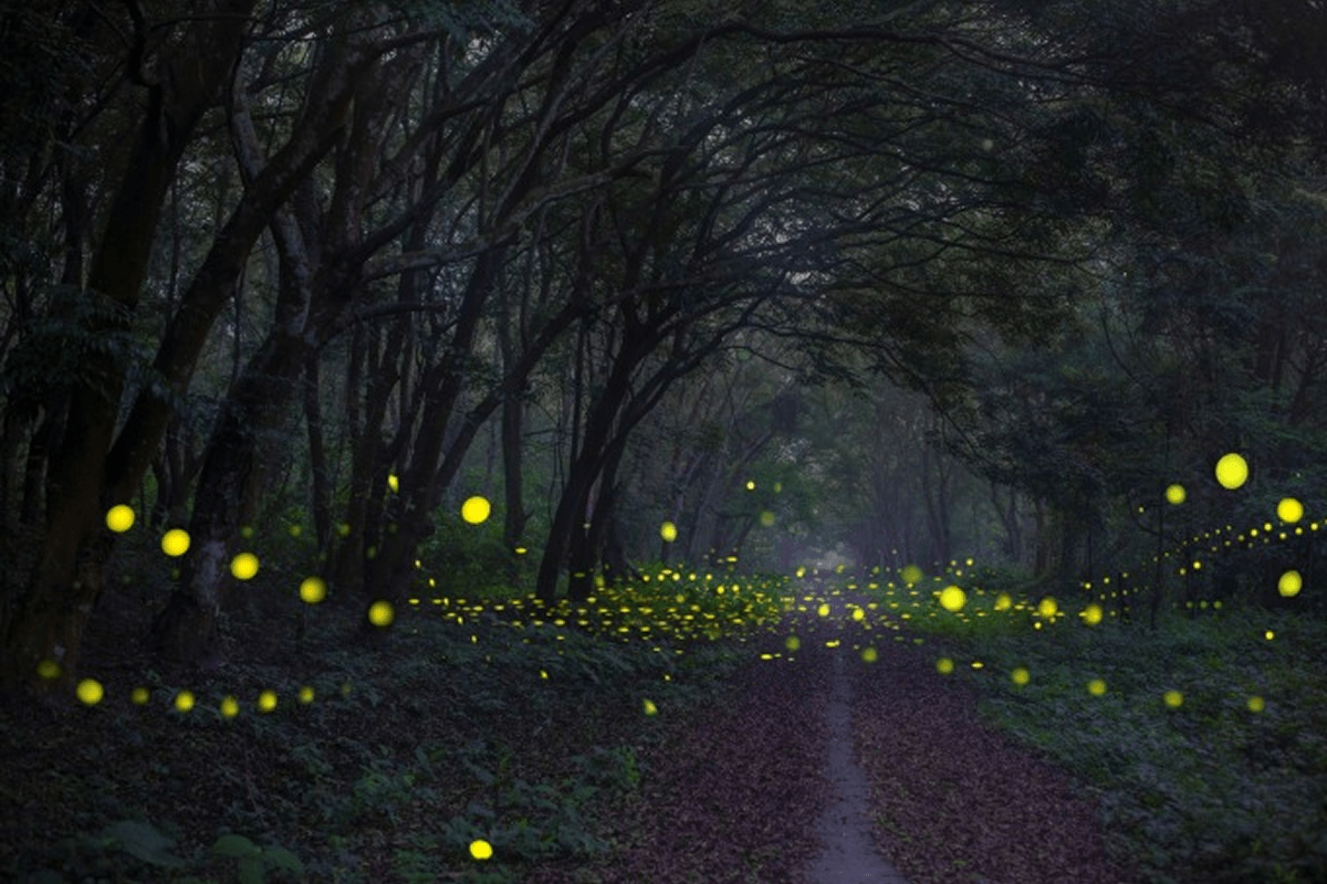 Night Safari Tour
