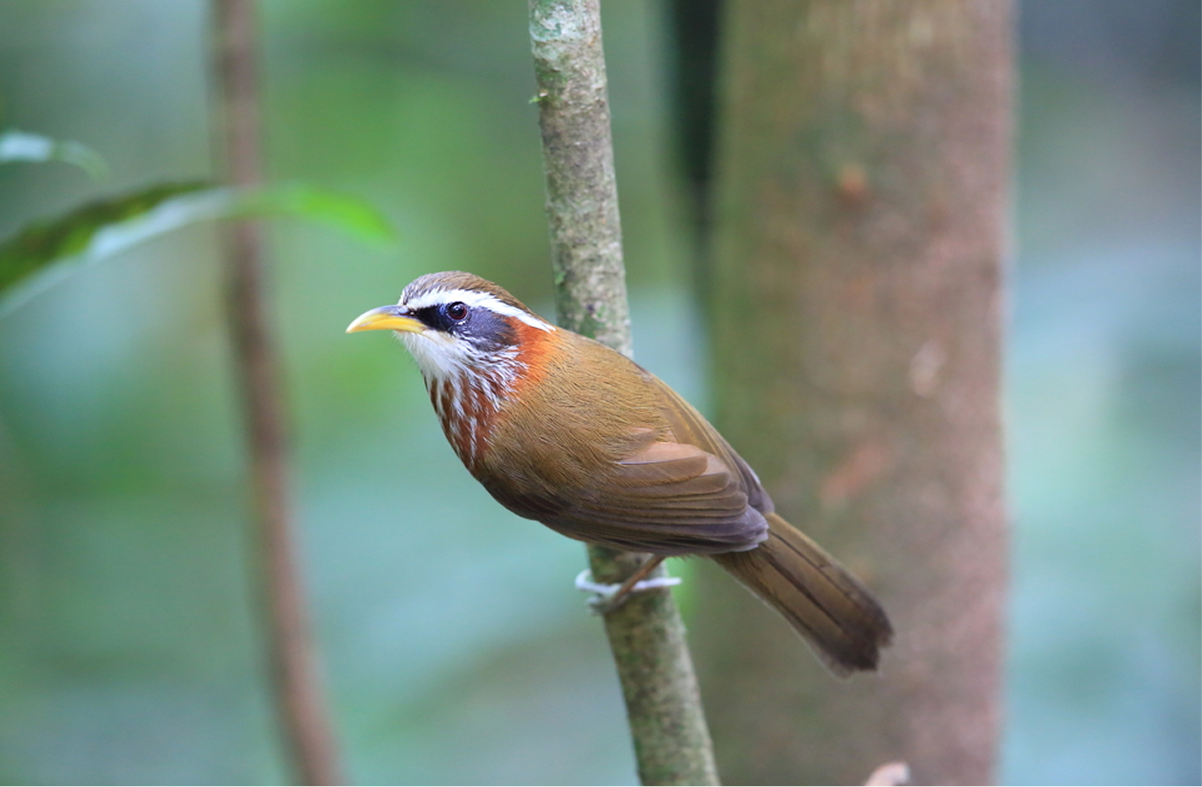 Tam Dao National Park