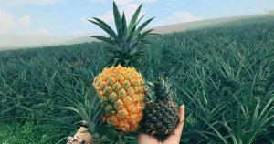 Tam Diep Pineapple Hill Yellow Fields In Ninh Binh