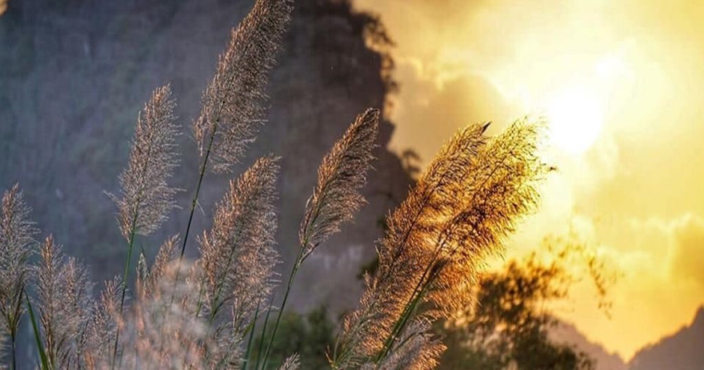 Thung Lau Ninh Binh – A New Check-in Spot to Explore