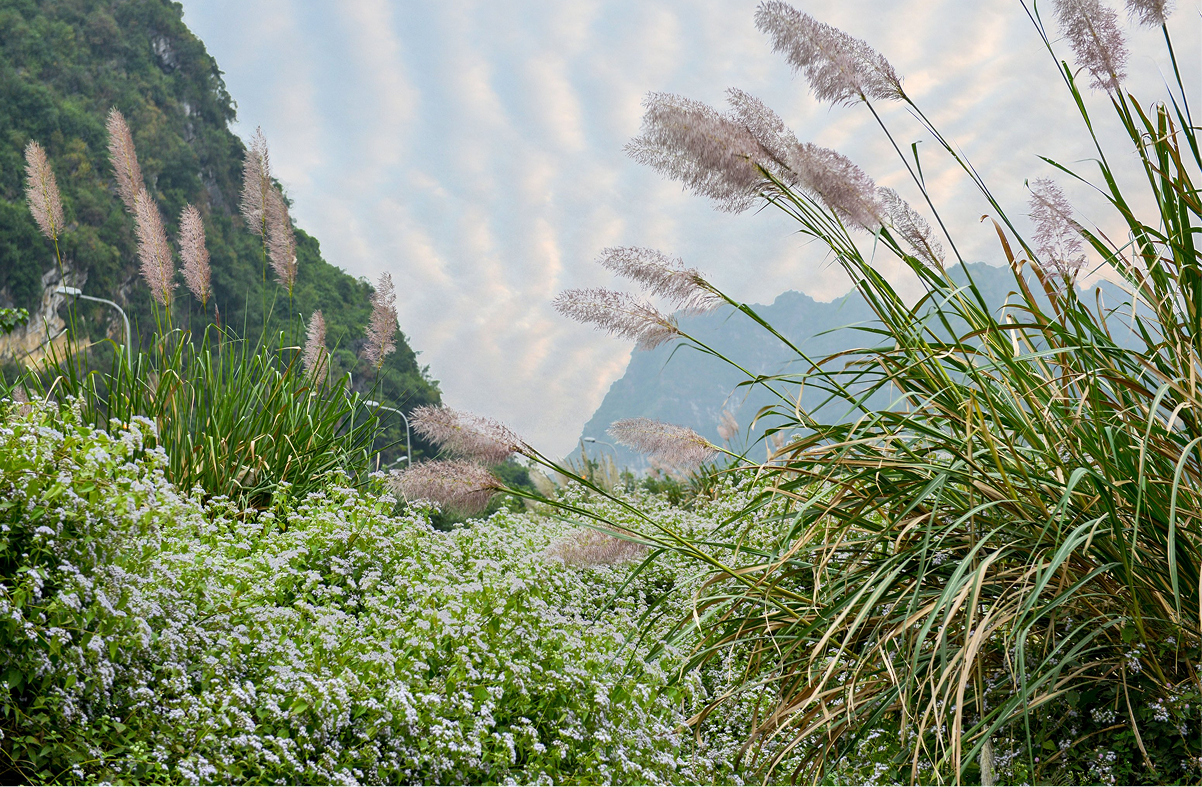 Thung Lau Ninh Binh – “Dong Hoa Lu” in the Legendary White Reed Valley