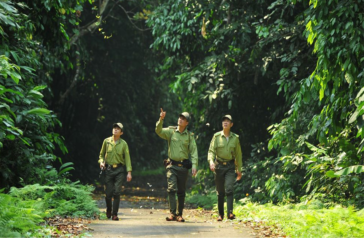 Walking or Cycling Through the Primary Forest