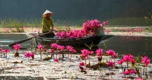 Water Lily Season in Ninh Binh When the Lagoons Bloom