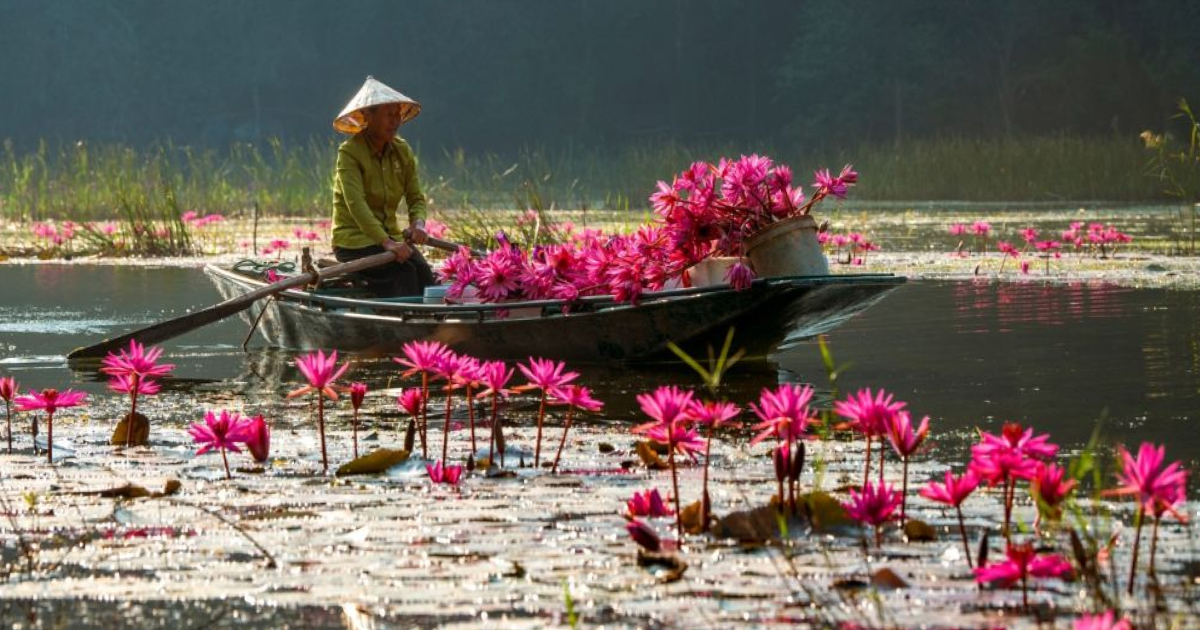 Water Lily Season in Ninh Binh When the Lagoons Bloom