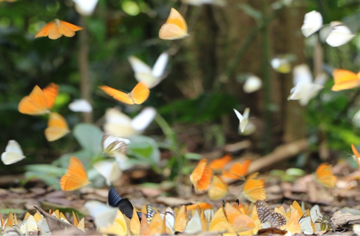 Wildlife Watching in the Forest