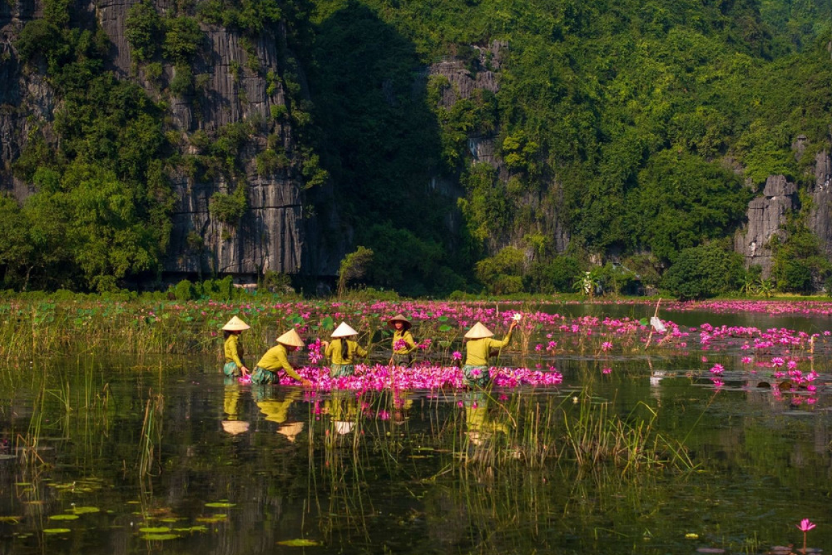 Những địa điểm ngắm hoa súng đẹp nhất ở Ninh Bình vào mùa nở hoa