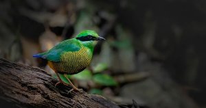 Top Birdwatching Spots In Vietnam Guide