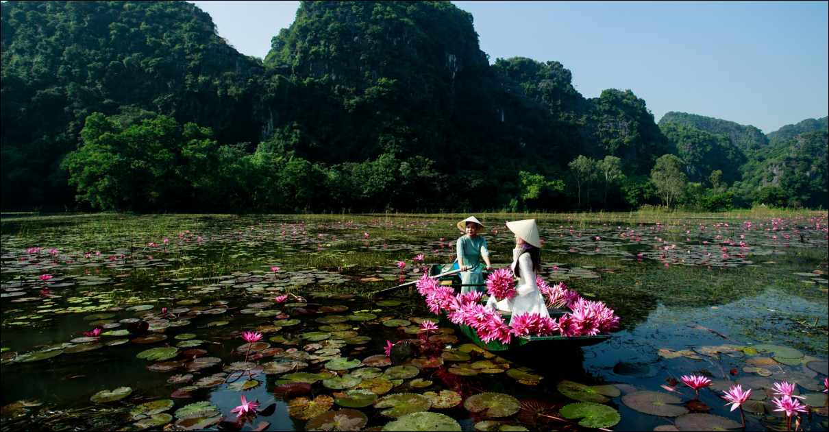 When is Water Lily Season in Ninh Binh?