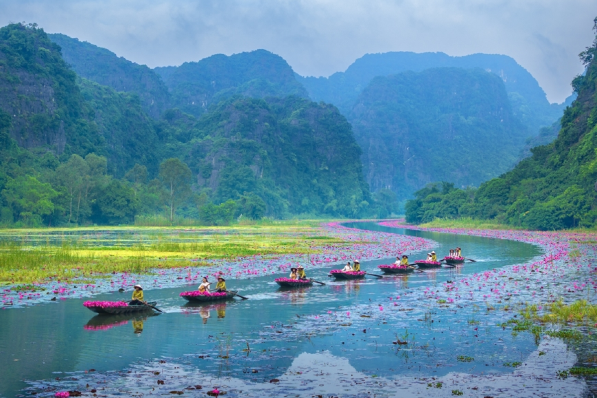 Lời khuyên khi tham quan ruộng súng Ninh Bình