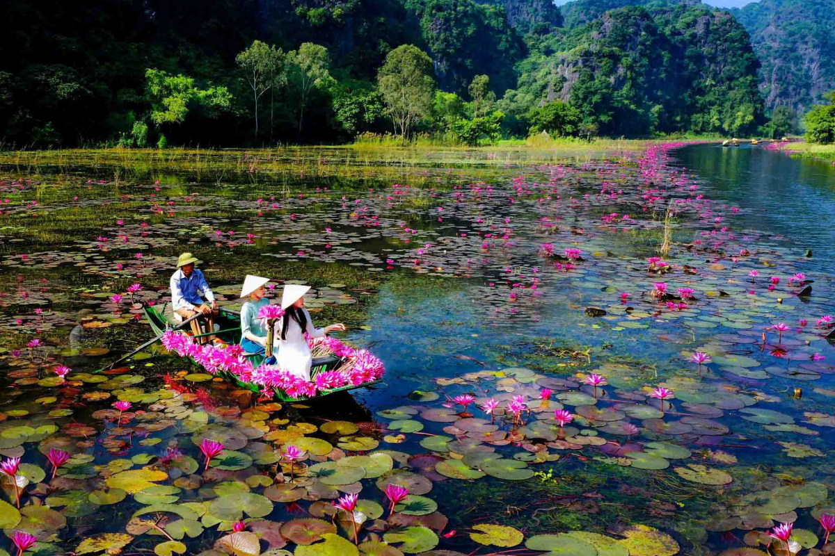 Điều gì làm nên mùa hoa súng ở Ninh Bình đặc biệt đến vậy?