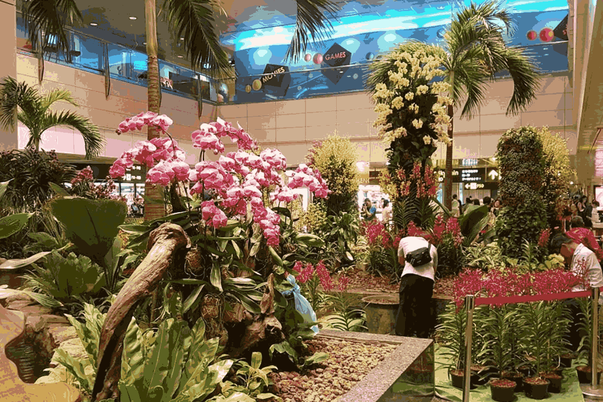 Things to do at Ham Rong Mountain