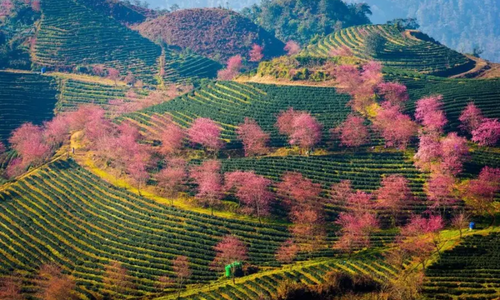 Images of cherry trees in full bloom every spring on the tea hills