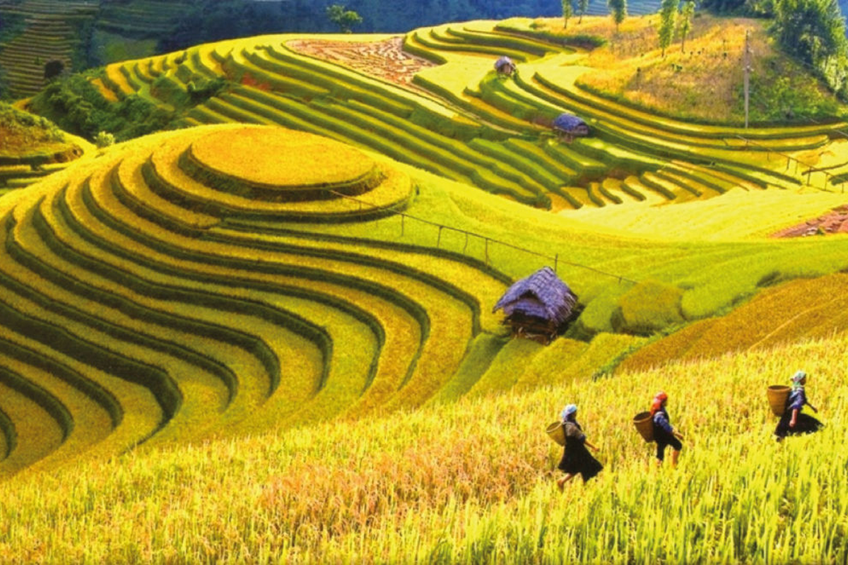 sapa love market golden rice season in Muong Hoa Valley