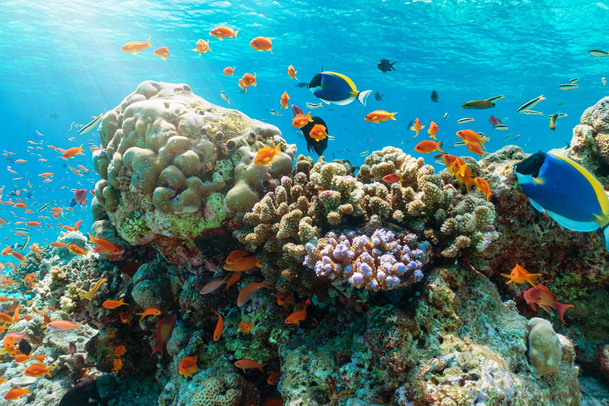 Snorkeling in Nha Trang with clear blue water and coral reefs showing why it is worth it for travelers
