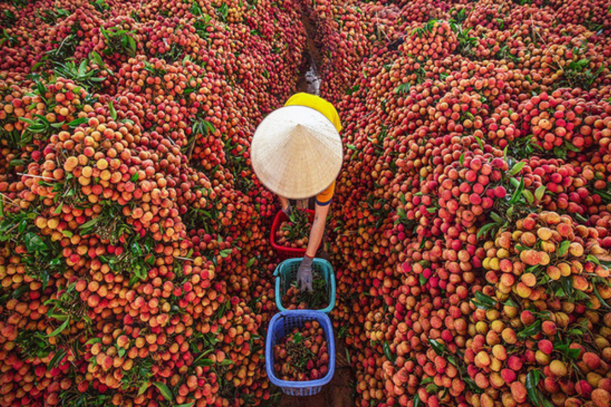Why Is Vietnamese Lychee So Popular?