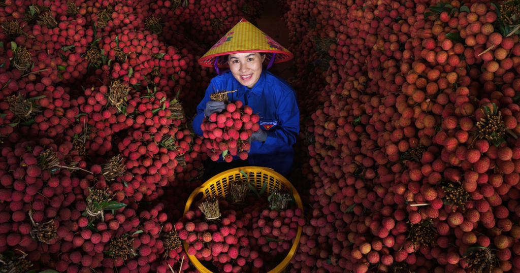 lychee season in vietnam