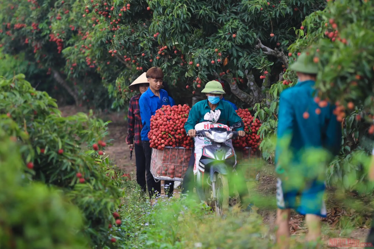Bac Giang – Vietnam's Largest Lychee Region