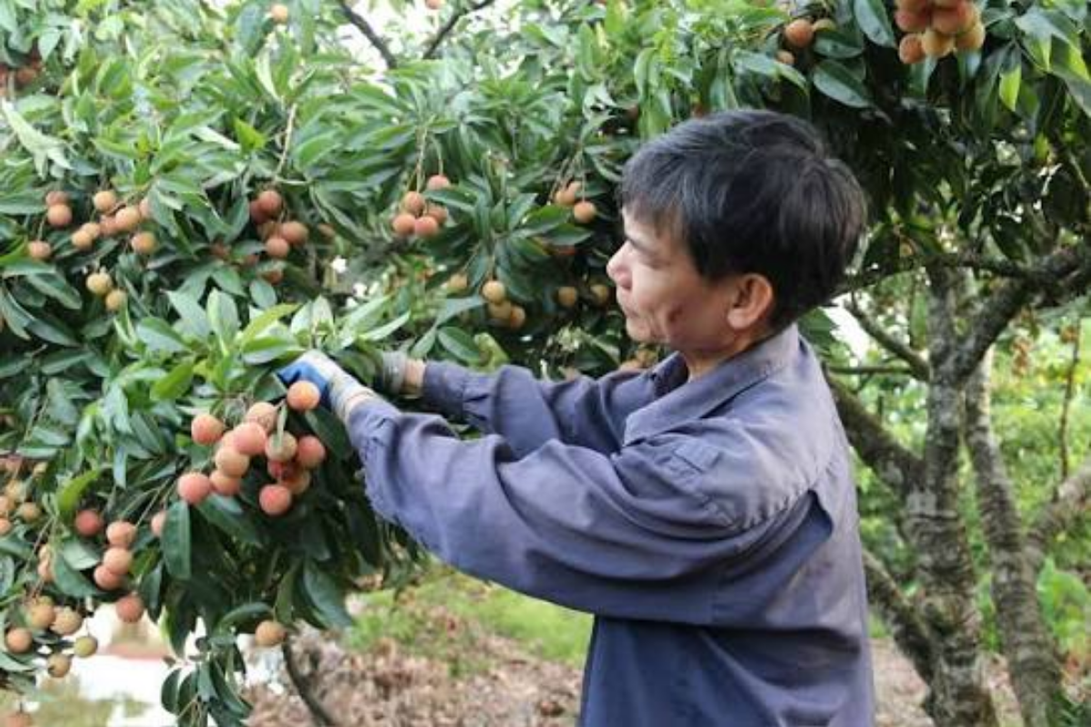 Hai Duong – Home of Premium Thanh Ha Lychee