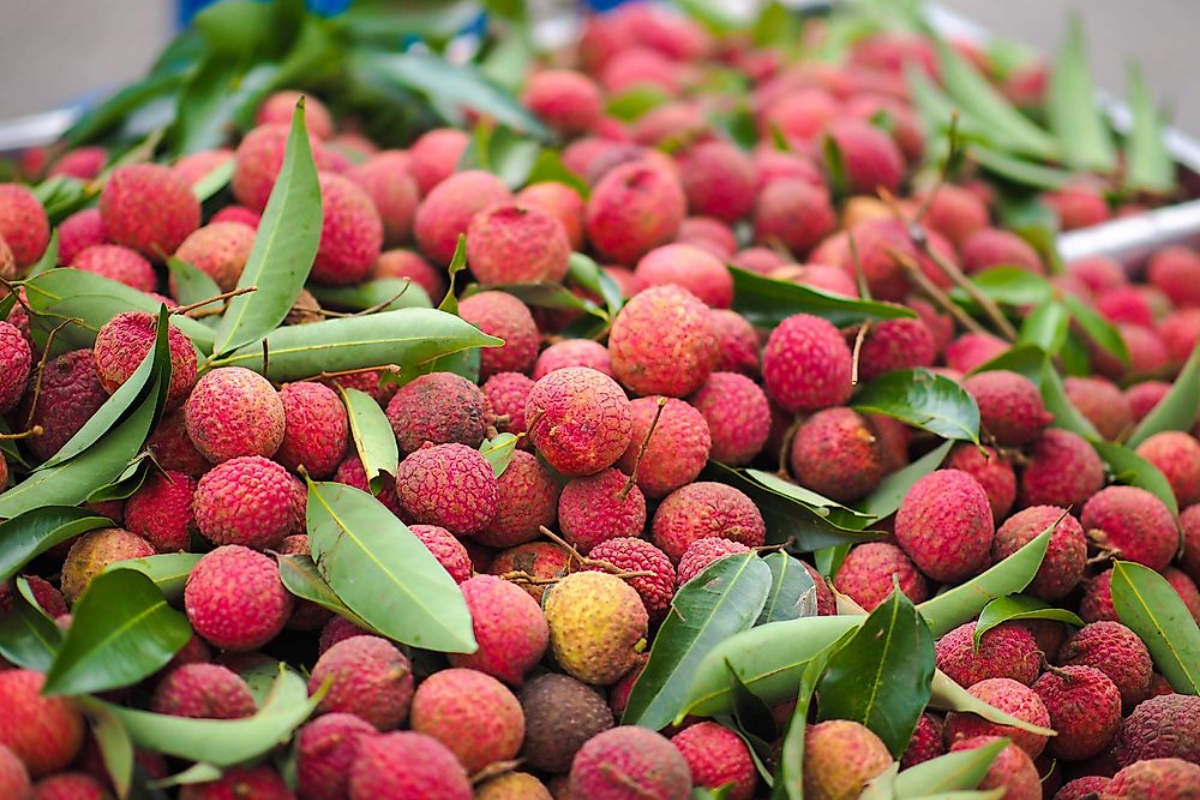Other Lychee-Producing Provinces